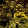 氛围器（Ambience Generator）
