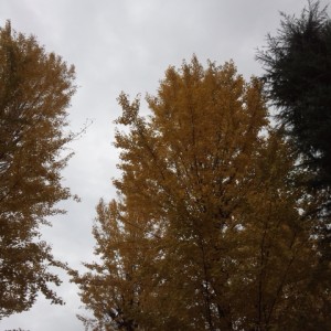 夜明けの唄（黎明之歌） remix version