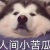 不完全社会化的阿鱼