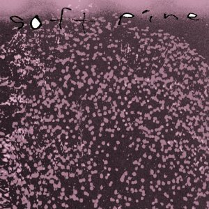 Soft Pine - Indoor Plants