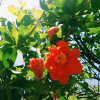 summer time(新版live 同期)