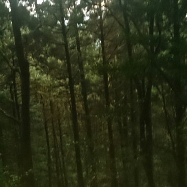 青青草原-純配樂