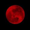moon like bird (demo_0705)